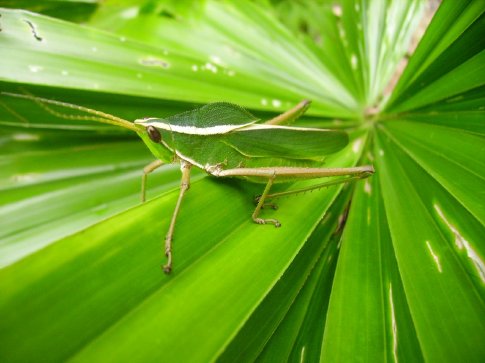 Mr. Alexanders Picture of a Grasshopper; Too Beautiful Not to Borrow