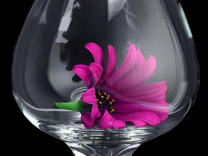 Daisy Glass Macro