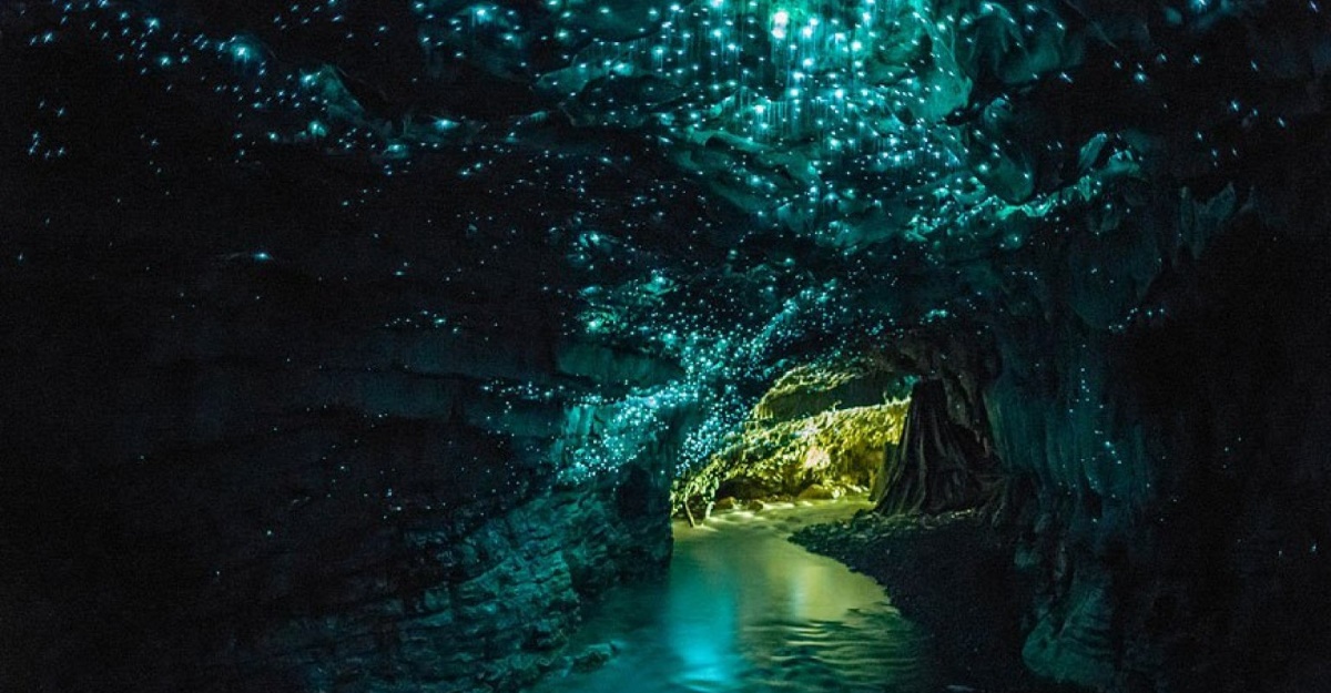 'Mower to the Glow Worms'