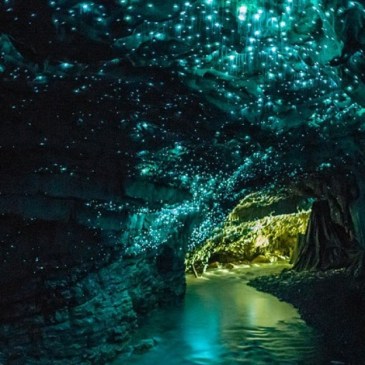 'Mower to the Glow Worms'